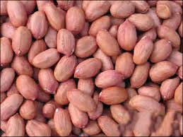 ĐẬU PHỘNG SỐNG 500G